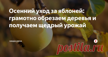 Осенний уход за яблоней: грамотно обрезаем деревья и получаем щедрый урожай   Осенняя обрезка садовых деревьев – необходимый шаг в уходе за яблонями и грушами. Правильная и своевременная обрезка поможет яблоне омолодиться, кроме этого, мы сознательно разгружаем крону от «лишних» побегов и параллельно с этим боремся с вредителями. Яблоня обязательно "отблагодарит" вас за уход позже  крупными вкусными яблоками.