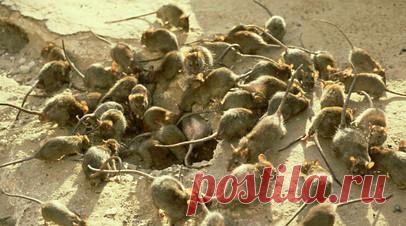 «У грызунов демографический бум»: как на передовой справляются с нашествием мышей в блиндажах. На передовой нашествие мышей. Полчища грызунов, расплодившихся за последний год, пожирают продукты, портят амуницию и оборудование, могут переносить инфекционные заболевания. К борьбе с хвостатыми вредителями сейчас активно подключаются волонтёры. Вместе с гуманитарной помощью они отправляют бойцам мышеловки, крысиный яд и даже котов. RT выяснил, как военные и волонтёры противостоят мышиной…