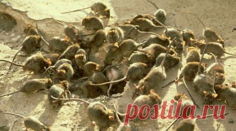 «У грызунов демографический бум»: как на передовой справляются с нашествием мышей в блиндажах. На передовой нашествие мышей. Полчища грызунов, расплодившихся за последний год, пожирают продукты, портят амуницию и оборудование, могут переносить инфекционные заболевания. К борьбе с хвостатыми вредителями сейчас активно подключаются волонтёры. Вместе с гуманитарной помощью они отправляют бойцам мышеловки, крысиный яд и даже котов. RT выяснил, как военные и волонтёры противостоят мышиной…