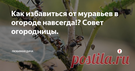 Как избавиться от муравьев в огороде навсегда!? Совет огородницы. В детстве меня учили родители, что нужно беречь муравьев, потому что они полезные. Мы даже делали ограждения для муравейников. Поэтому я считала нормальным, что муравьи бегают на моем участке. Даже не думала, что от них будет какой-то вред.
Но потом их стало как-то слишком много везде. Они обосновались сначала в теплице по соседству с огурцами, там же тепло! Появился небольшой рыхлый холмик, мурав
