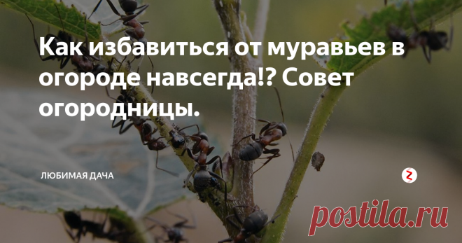 Как избавиться от муравьев в огороде навсегда!? Совет огородницы. В детстве меня учили родители, что нужно беречь муравьев, потому что они полезные. Мы даже делали ограждения для муравейников. Поэтому я считала нормальным, что муравьи бегают на моем участке. Даже не думала, что от них будет какой-то вред.
Но потом их стало как-то слишком много везде. Они обосновались сначала в теплице по соседству с огурцами, там же тепло! Появился небольшой рыхлый холмик, мурав