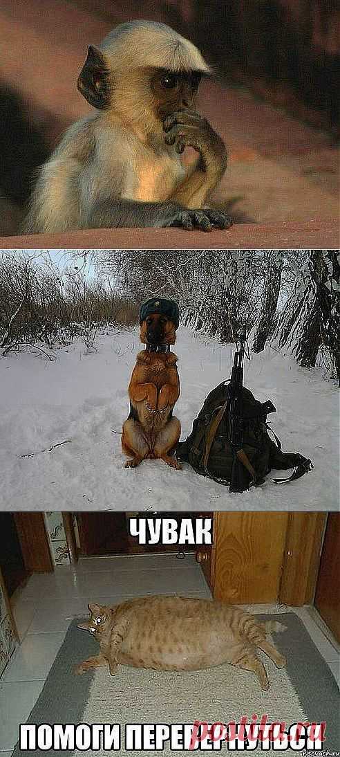 (2) Одноклассники