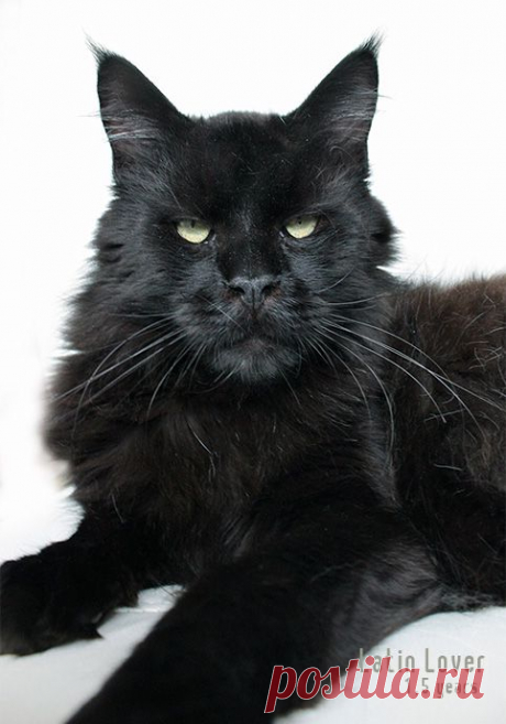 Newanhof Maine Coons- Mainecoon Katzen Hobby Zucht Oberösterreich, 4501 Neuhofen - Mainecoon Austria