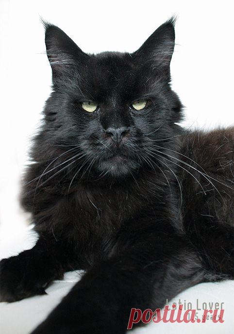 Newanhof Maine Coons- Mainecoon Katzen Hobby Zucht Oberösterreich, 4501 Neuhofen - Mainecoon Austria