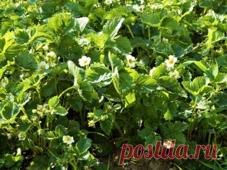 Почему мне нравится земклуника Купчиха | Цветочная душа | Яндекс Дзен
