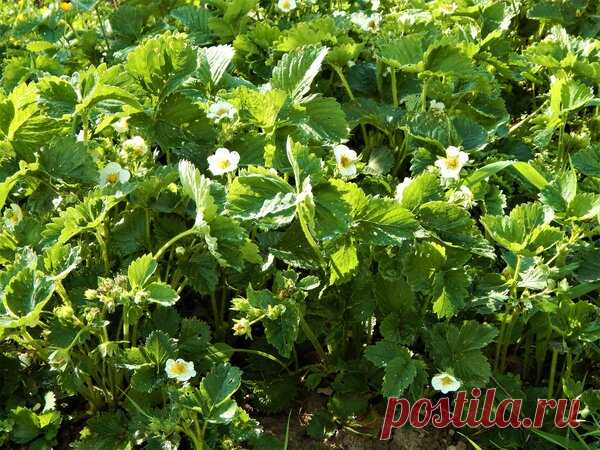 Почему мне нравится земклуника Купчиха | Цветочная душа | Яндекс Дзен