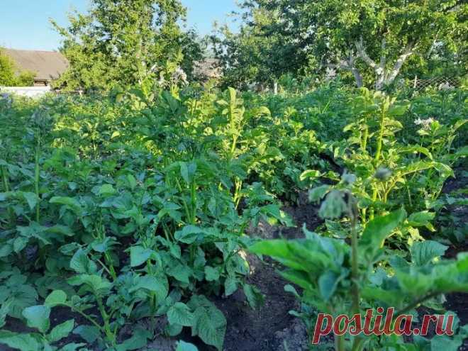Картофель под солнцем: нужно ли поливать грядки с картошкой в жару. Жаркое лето ставит перед огородником непростую задачу — обеспечить картофель жизненно необходимой влагой. Ошибка в любую сторону грозит потерей драгоценного урожая прямо сейчас.