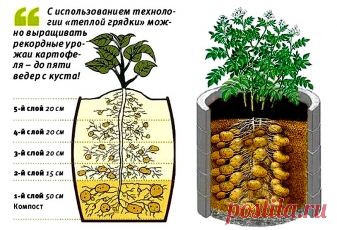 Картофельное поле в бочке: минимум места и максимум урожая | Новгородский строитель | Яндекс Дзен