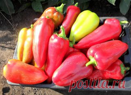 Вкусный Огород: Сорта перцев, А – Я