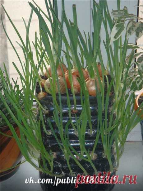 Идеи для дачи и сада | 702 фотографии