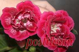 Одноклассники