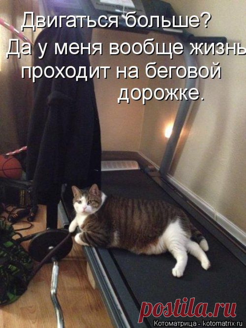 Котоматрица для хорошего настроения