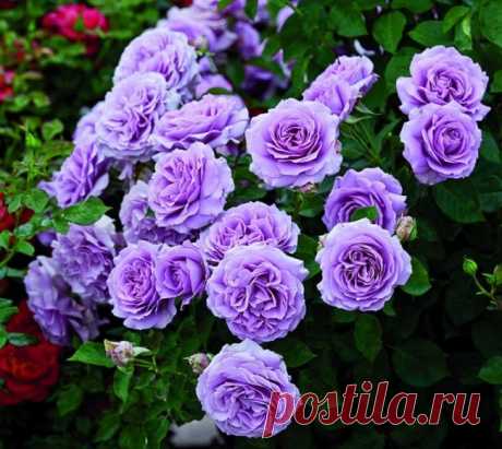 Роза флорибунда (100 фото): сорта, названия, посадка, уход, размножение - HappyModern.RU