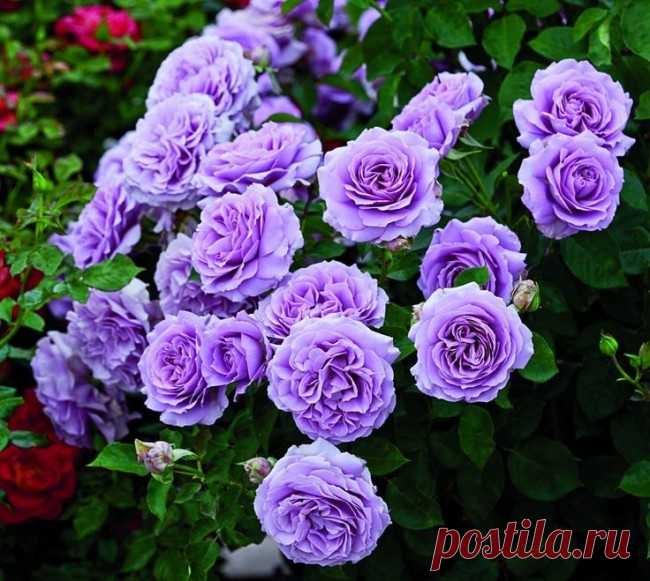Роза флорибунда (100 фото): сорта, названия, посадка, уход, размножение - HappyModern.RU