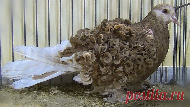 Голуби уникальное создание !