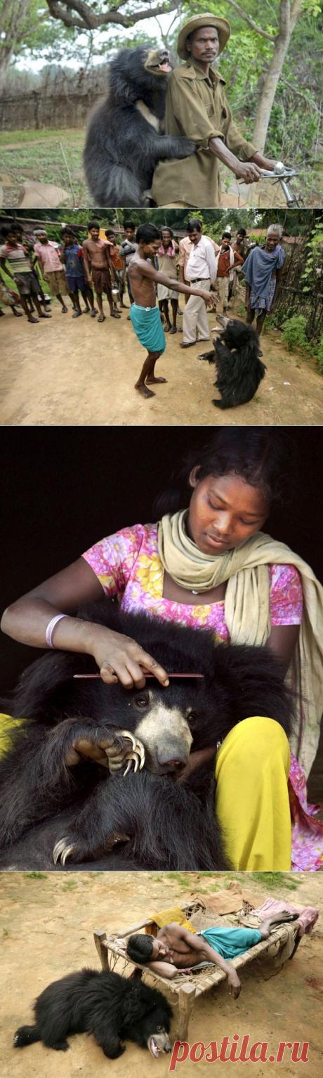 Необычный питомец: ручной медведь в индийской семье • НОВОСТИ В ФОТОГРАФИЯХ