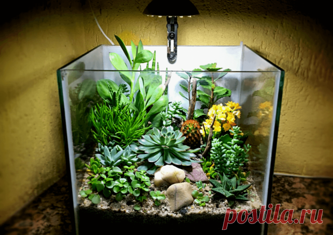 Флорариумы: виды, описание, идеи оформления ~ Planetalsad