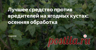 Лучшее средство против вредителей на ягодных кустах: осенняя обработка Чтобы вредители не зимовали на кустах, не уничтожили почки и не попортили будущий урожай