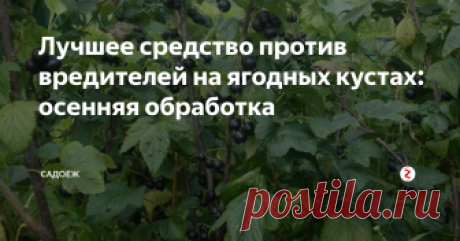 Лучшее средство против вредителей на ягодных кустах: осенняя обработка Чтобы вредители не зимовали на кустах, не уничтожили почки и не попортили будущий урожай