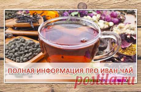 ВСЯ ИНФОРМАЦИЯ ПРО ИВАН-ЧАЙ ВСЯ ИНФОРМАЦИЯ ПРО ИВАН-ЧАЙ