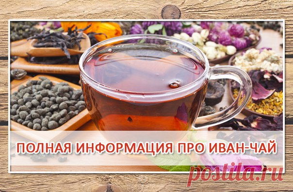 ВСЯ ИНФОРМАЦИЯ ПРО ИВАН-ЧАЙ ВСЯ ИНФОРМАЦИЯ ПРО ИВАН-ЧАЙ