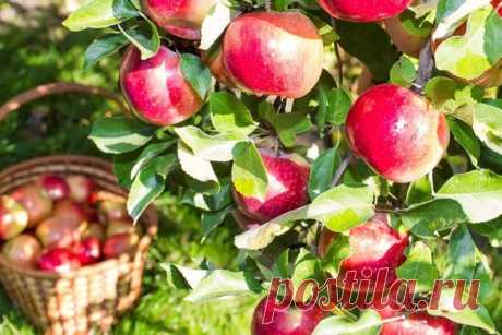 Периодичность плодоношения – что это и как с этим бороться | Садовод (Усадьба)