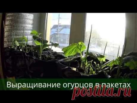 ВЫРАЩИВАНИЕ ОГУРЦОВ В ПАКЕТАХ!СРЕДСТВО ОТ ПАУТИННОГО КЛЕЩА!