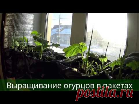 ВЫРАЩИВАНИЕ ОГУРЦОВ В ПАКЕТАХ!СРЕДСТВО ОТ ПАУТИННОГО КЛЕЩА!