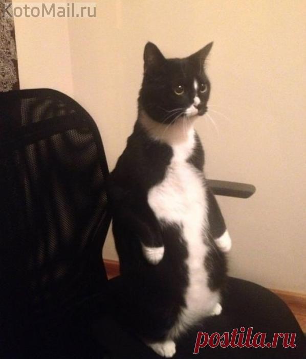 Котик думает, что он - пингвин