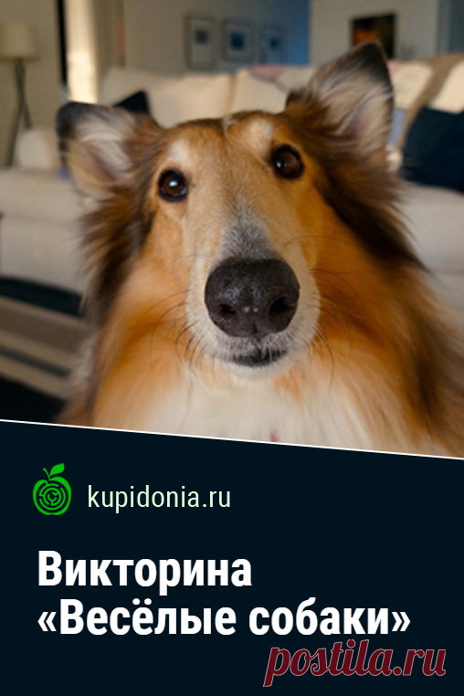 Викторина «Весёлые собаки». Интересный развлекательный тест о собаках. Пройди тест на сайте и проверь свои знания!