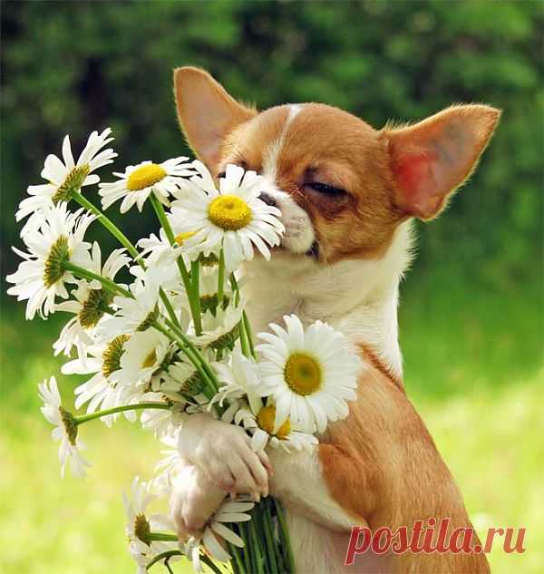 Косые взгляды в мире животных