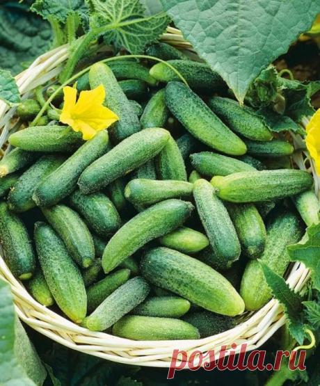 Огурцы Уральская Дружная семейка F1 — это сверхранние тепличные огурцы, которые пользуются особым спросом среди садоводов.

 Этот гибрид-партенокарпик отличается выдающейся урожайностью и качеством плодов.
Особенность этого гибрида заключается в том, что огурцы растут пучками, и в каждом пучке может быть 3-7 крупных зеленцов. Это делает сбор урожая более удобным. Огурцы Уральская Дружная семейка F1 обладают высокими вкусовыми и засолочными качествами, что делает их идеальн...