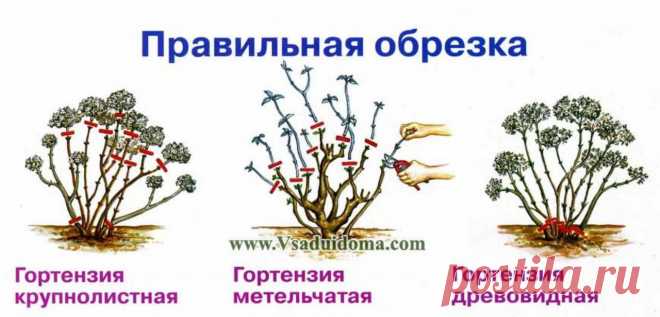 Правильная обрезка гортензий 
У древовидной гортензии цветение обильное на концах побегов текущего года, причем эти однолетние побеги образуются по всей длине побегов предыдущего года, а также на более старой древесине и даже на …