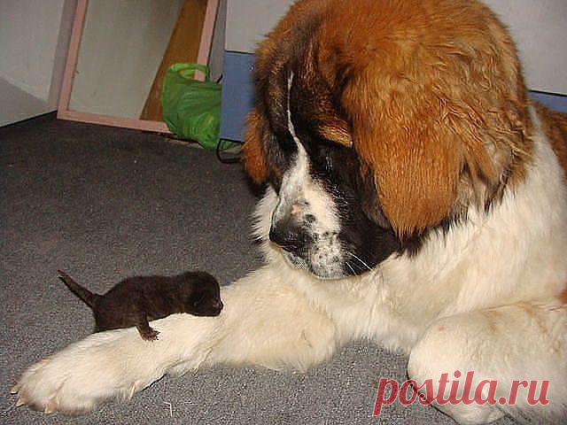 БЛОХА ШТОЛЬ ?????????????????????????