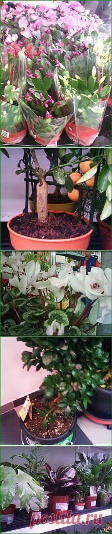 КУПЛЕННЫЕ В МАГАЗИНЕ КОМНАТНЫЕ РАСТЕНИЯ – МИФЫ И СОВЕТЫ, ЧТО ДЕЙСТВИТЕЛЬНО НУЖНО ДЕЛАТЬ ПОСЛЕ ПОКУПКИ