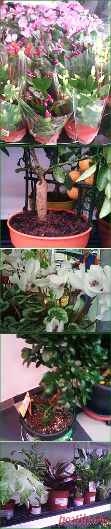 КУПЛЕННЫЕ В МАГАЗИНЕ КОМНАТНЫЕ РАСТЕНИЯ – МИФЫ И СОВЕТЫ, ЧТО ДЕЙСТВИТЕЛЬНО НУЖНО ДЕЛАТЬ ПОСЛЕ ПОКУПКИ