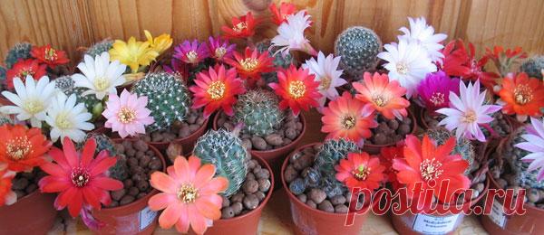 Почему не цветут кактусы? &#8212; Чудеса
