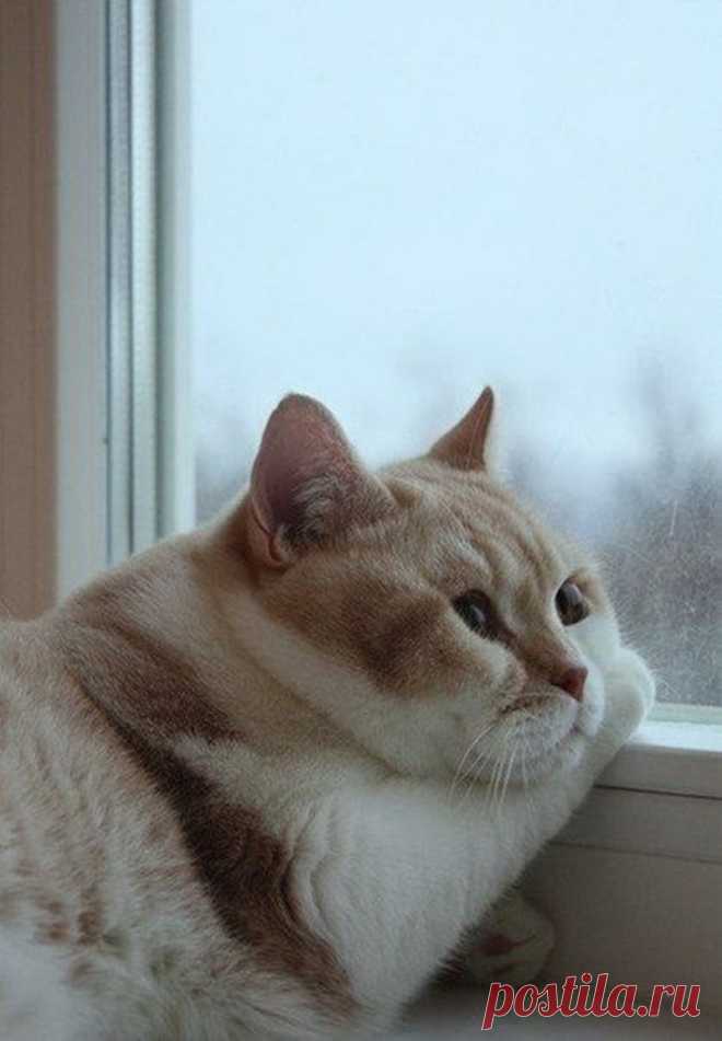 Фото Смешные кошки. Альбом Смешные кошки 9 - 80 фото. Фотографии Wallpaper Man.
