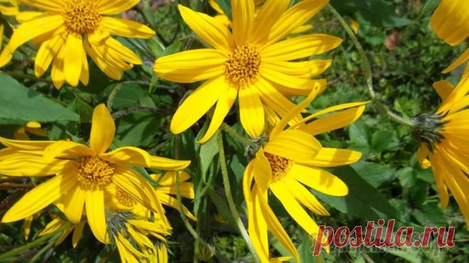 Выращивание топинамбура — новые огородные тренды