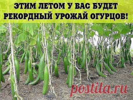 (99+) Одноклассники