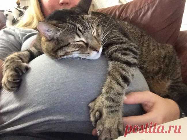 18 трогательных снимков о том, как питомцы ждут появления малышей