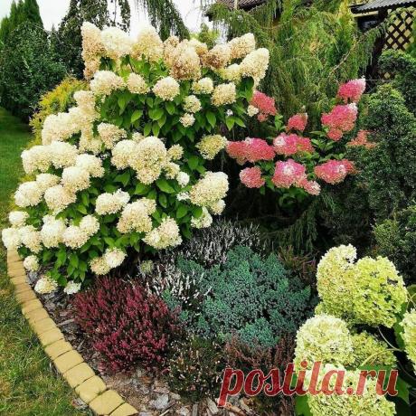 Гортензия Ванилла Фрейз в  ландшафтном дизайне &amp;#10084;