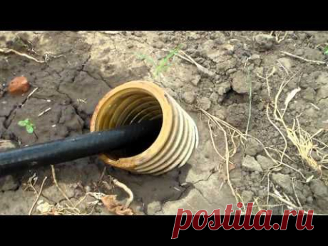 Виноград Прекращение поливов