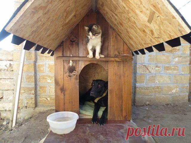 Koтики — милые и пушистые зас*анцы!