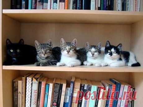 Котосемья