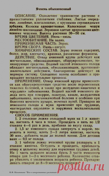 Ячмень обыкновенный