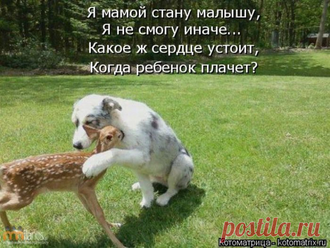 Лучшие котоматрицы прошедшей недели / Питомцы