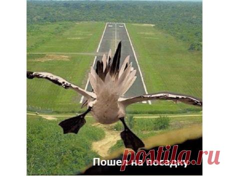 Радион Алборов