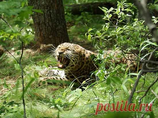 флора и фауна россии – Google Поиск