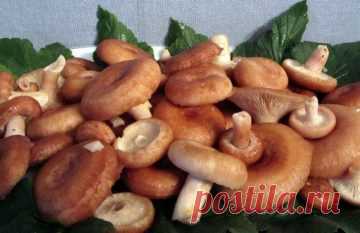 ﻿﻿Как засолить волнушки в домашних условиях вкусно